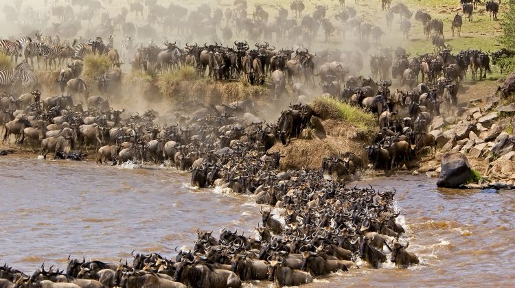 11 Day Gorillas and wildebeest Migration - Uganda and Tanzania trip