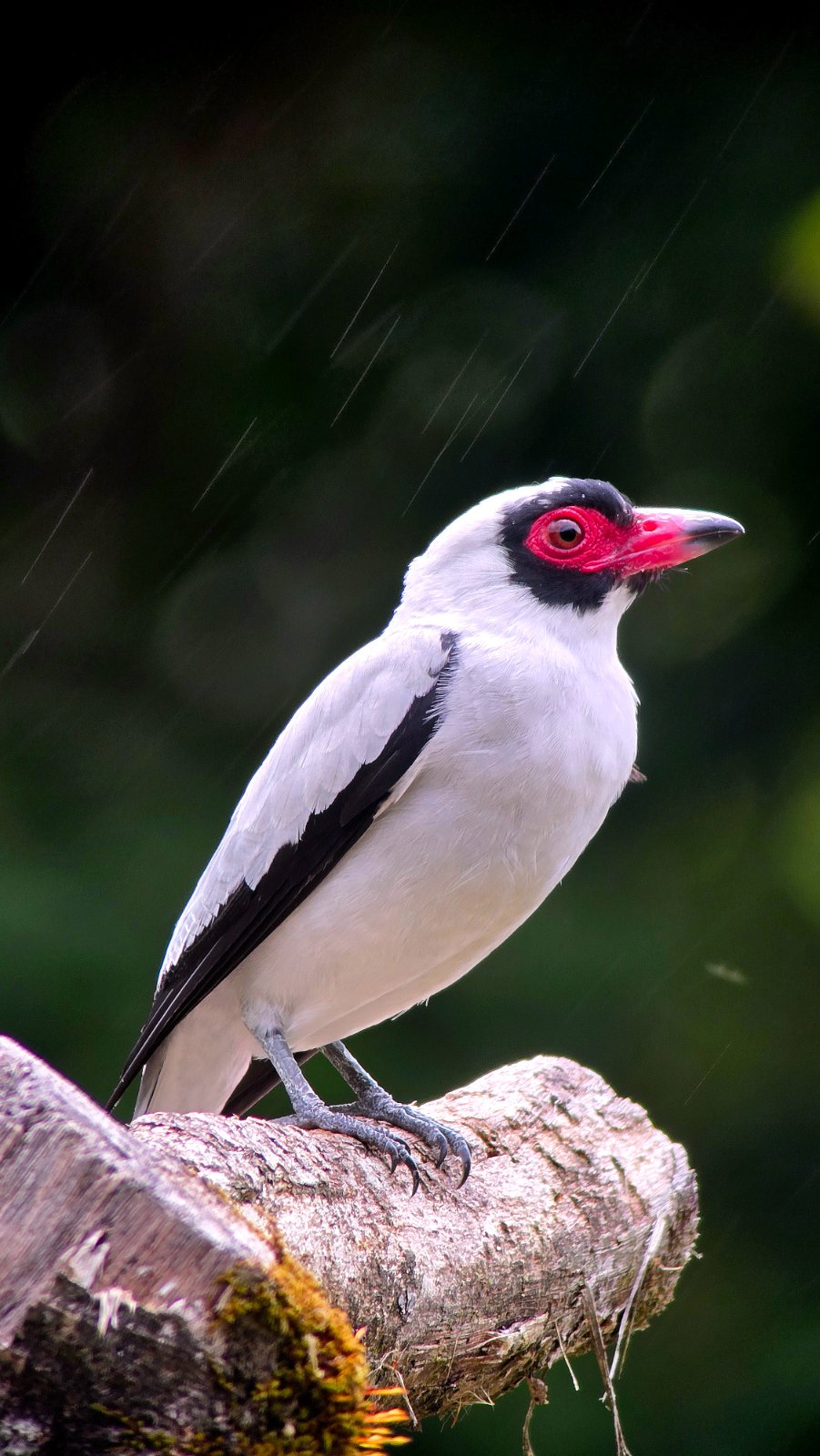 Birdwatching in Monteverde