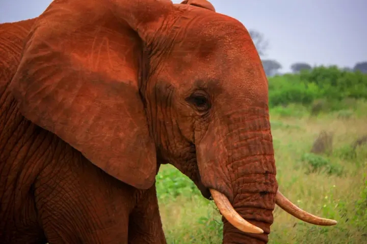 Tsavo East