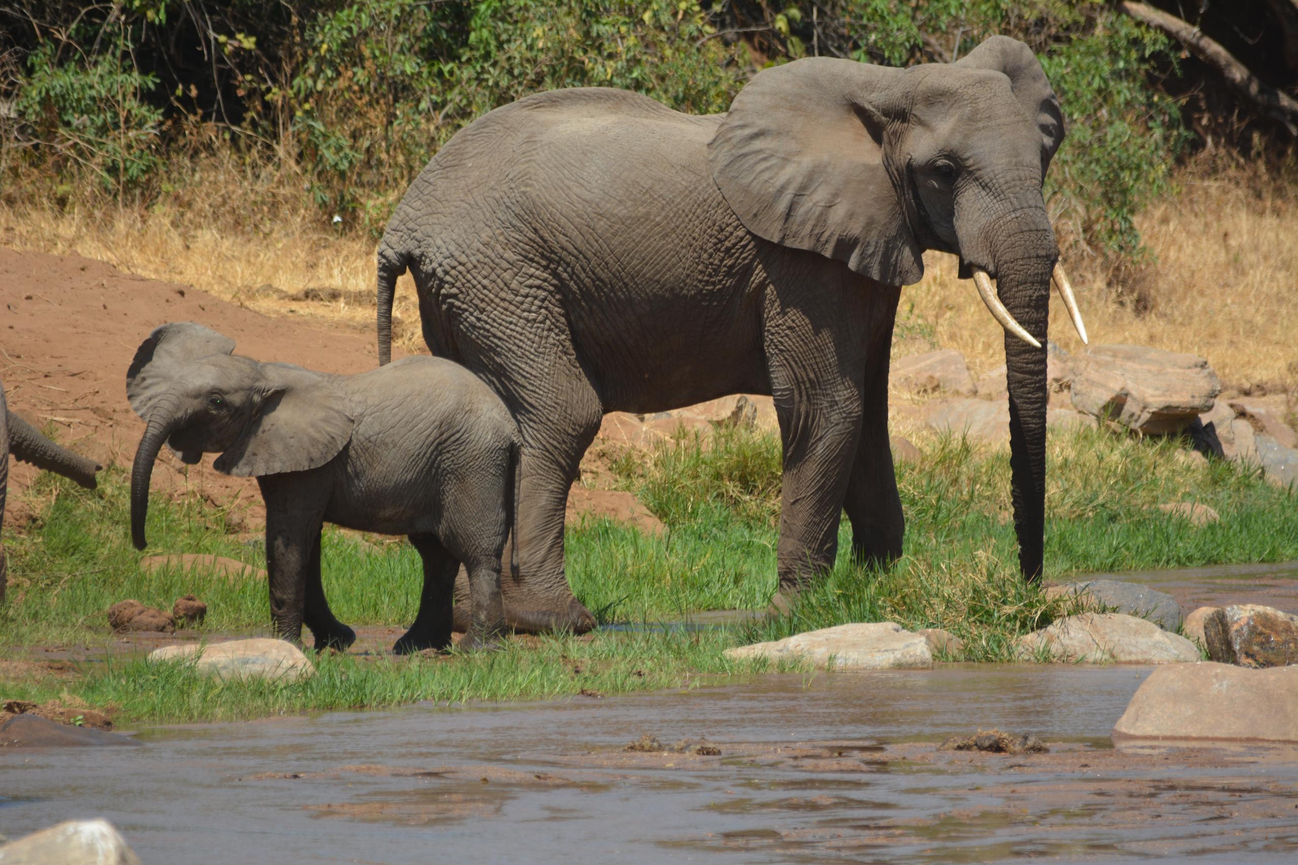 Giant Elephants Tarangire National Park