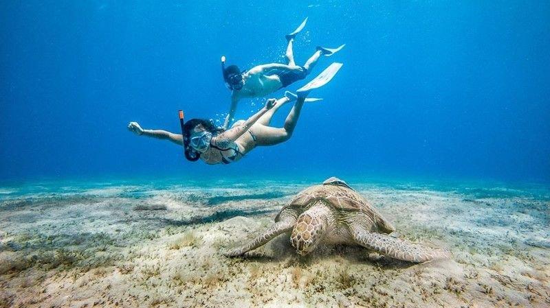 Swim with Turtles – Marsa Alam