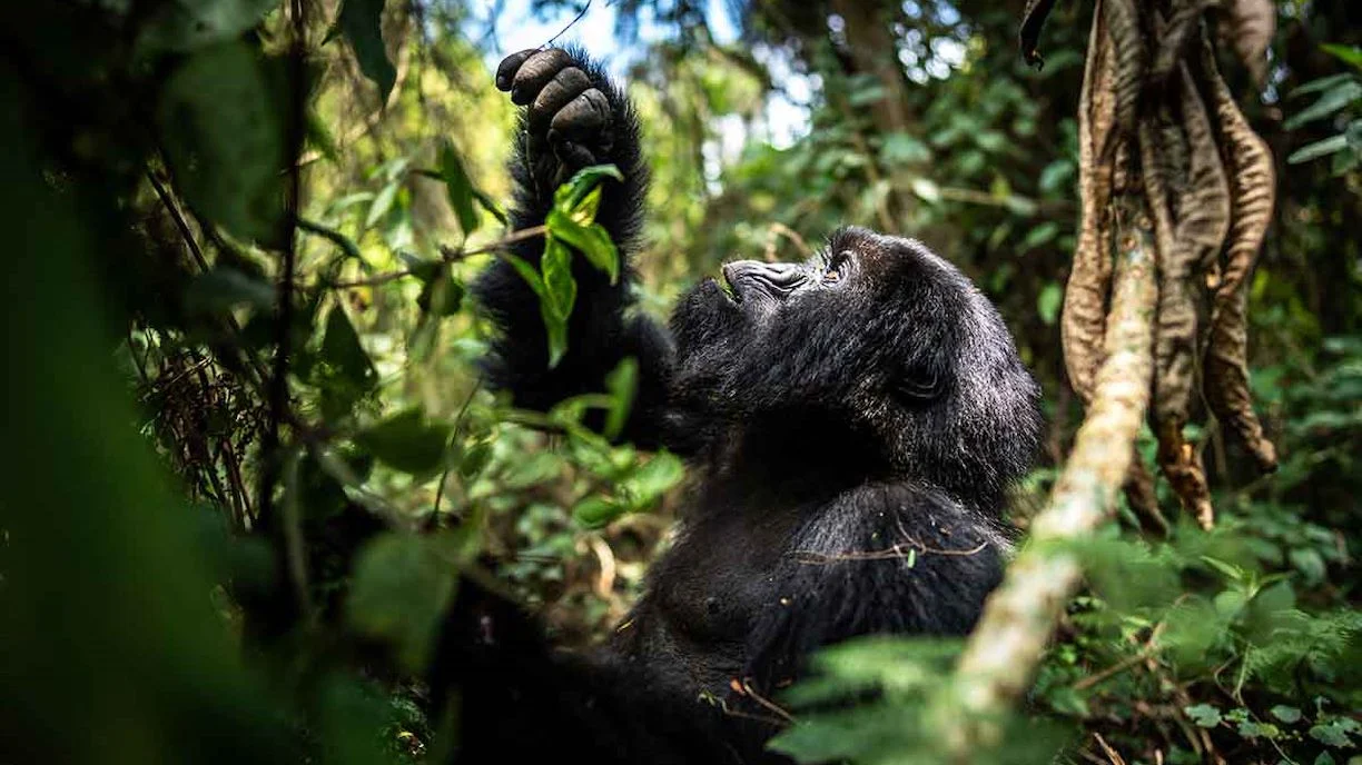 MOUNTAIN GORILLAS IN UGANDA