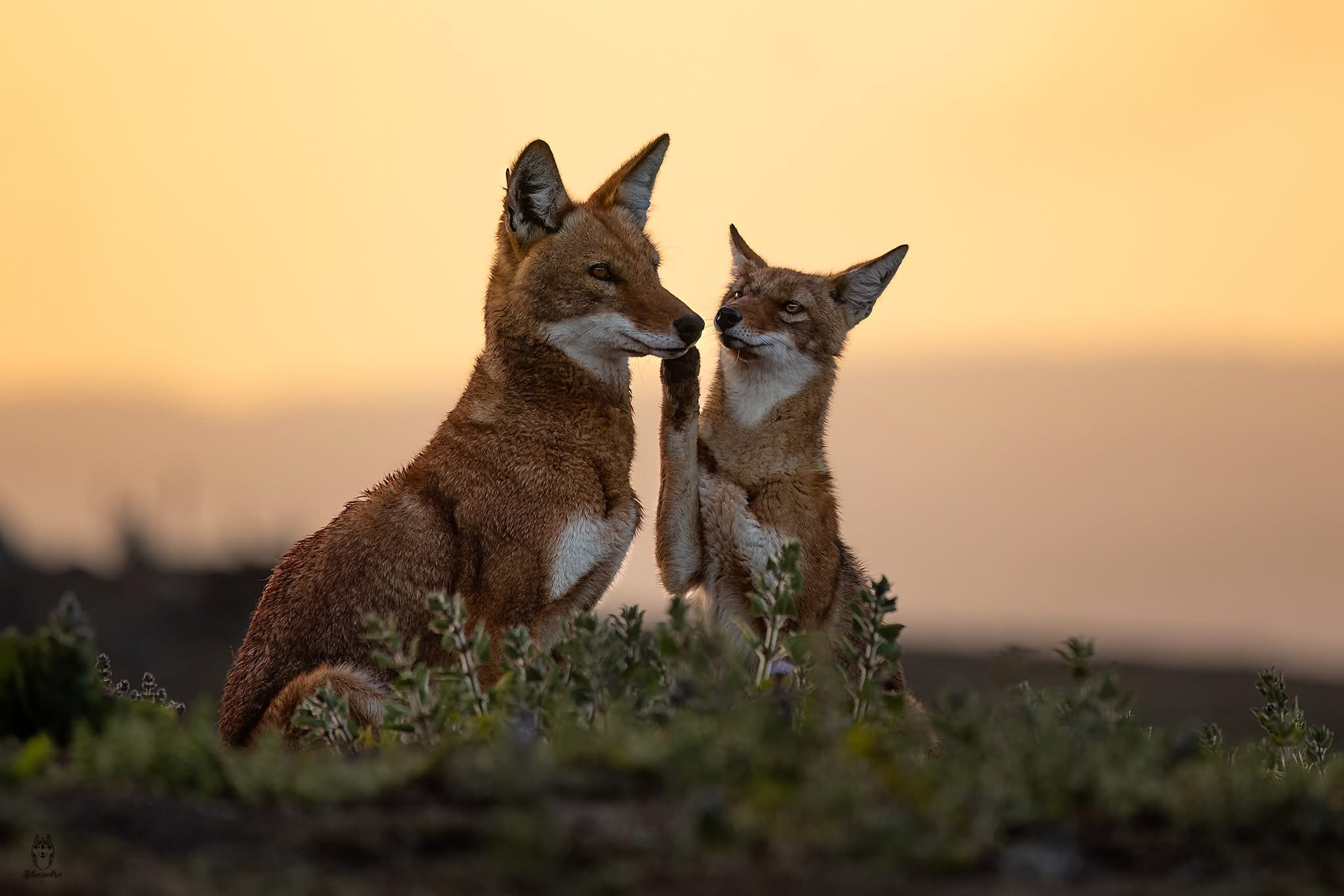 Wolf Photography