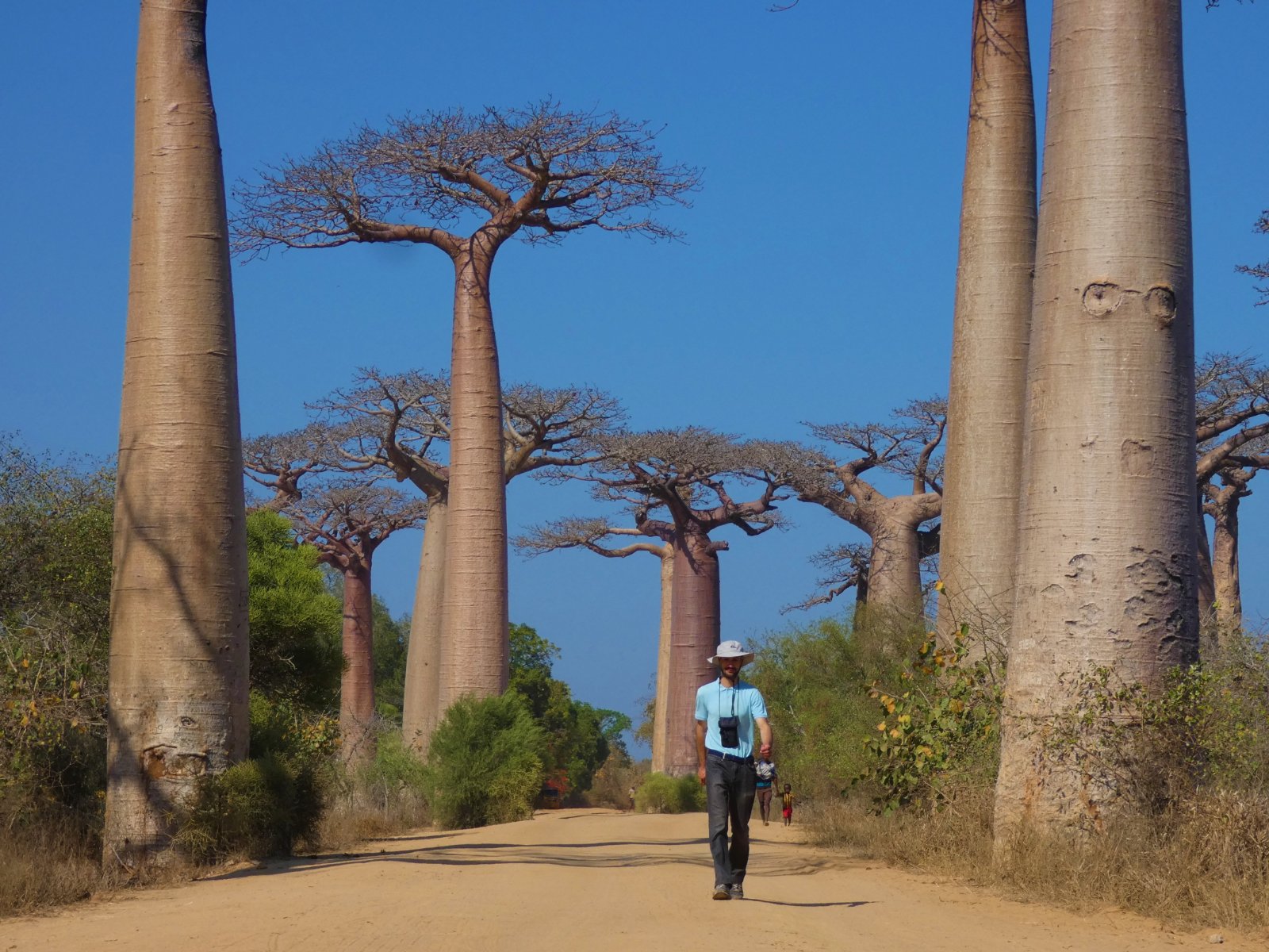 Madagascar Baobab Avenue