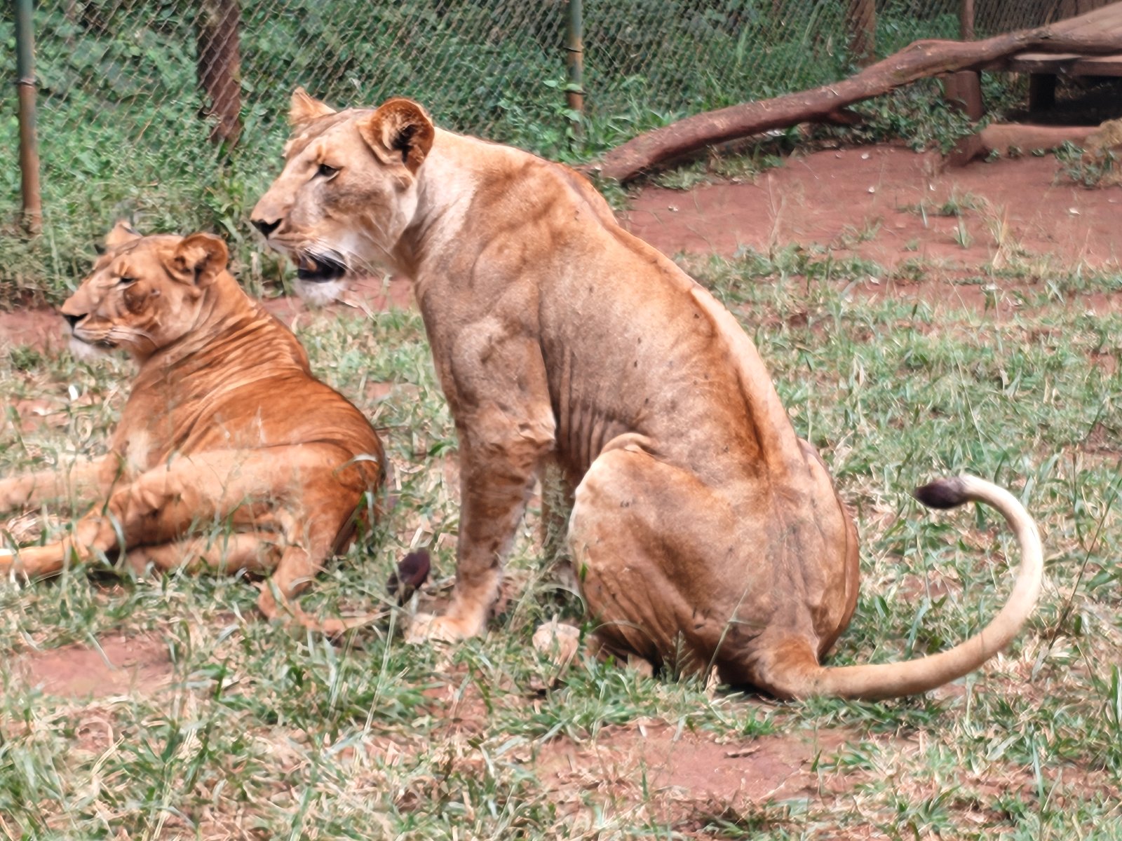 Lionesses Nairobi National park