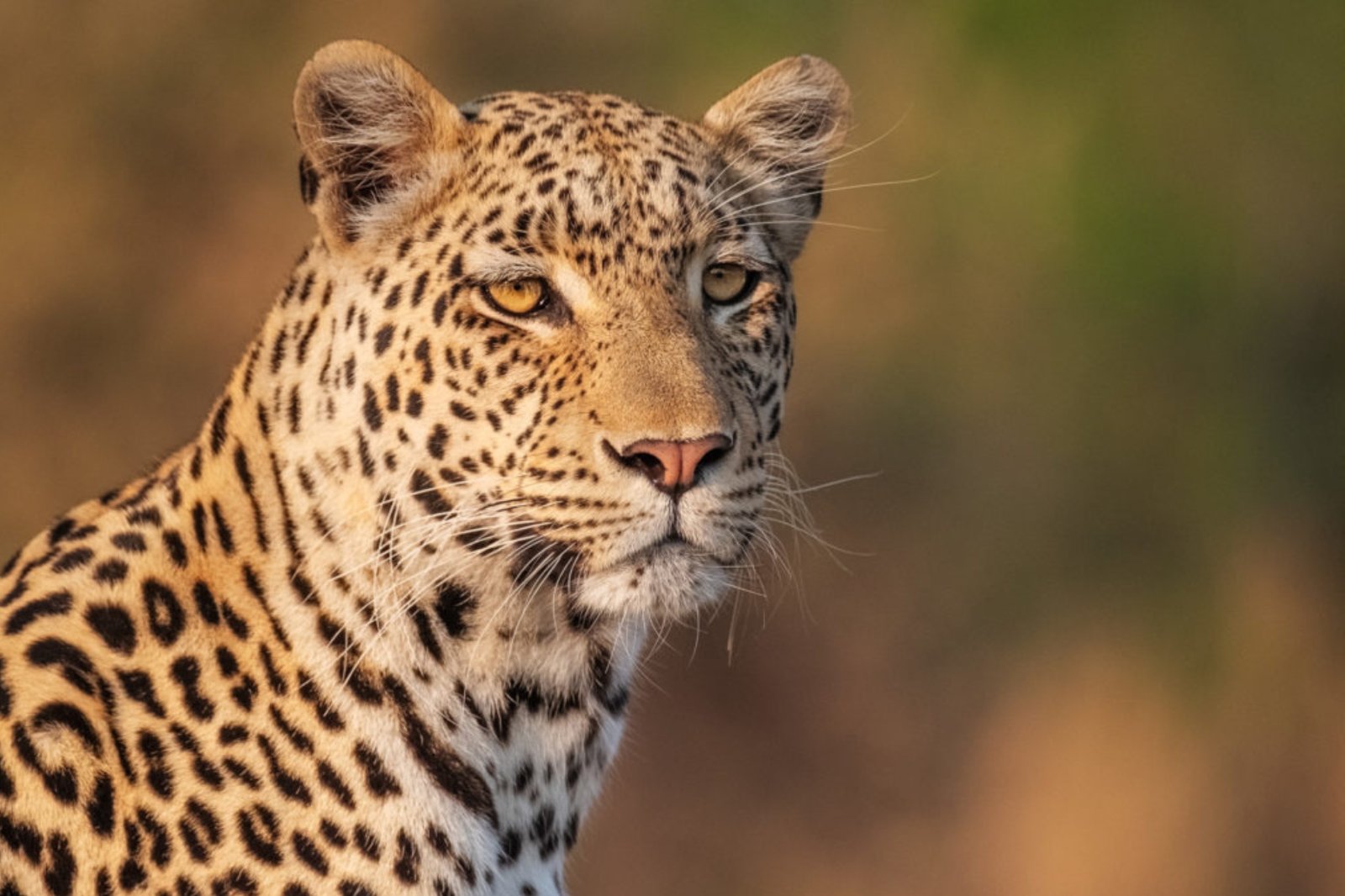 Botswana Wild