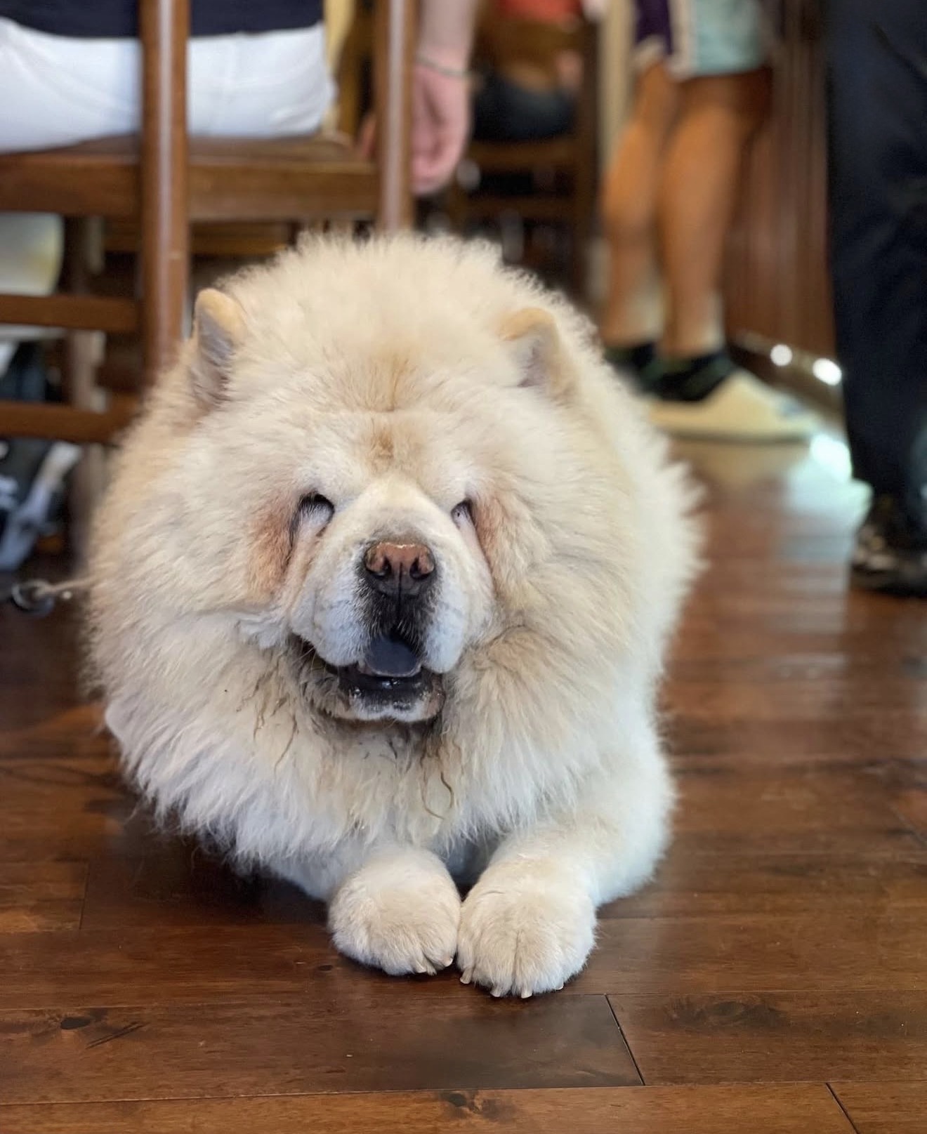 Little paws at the cafe