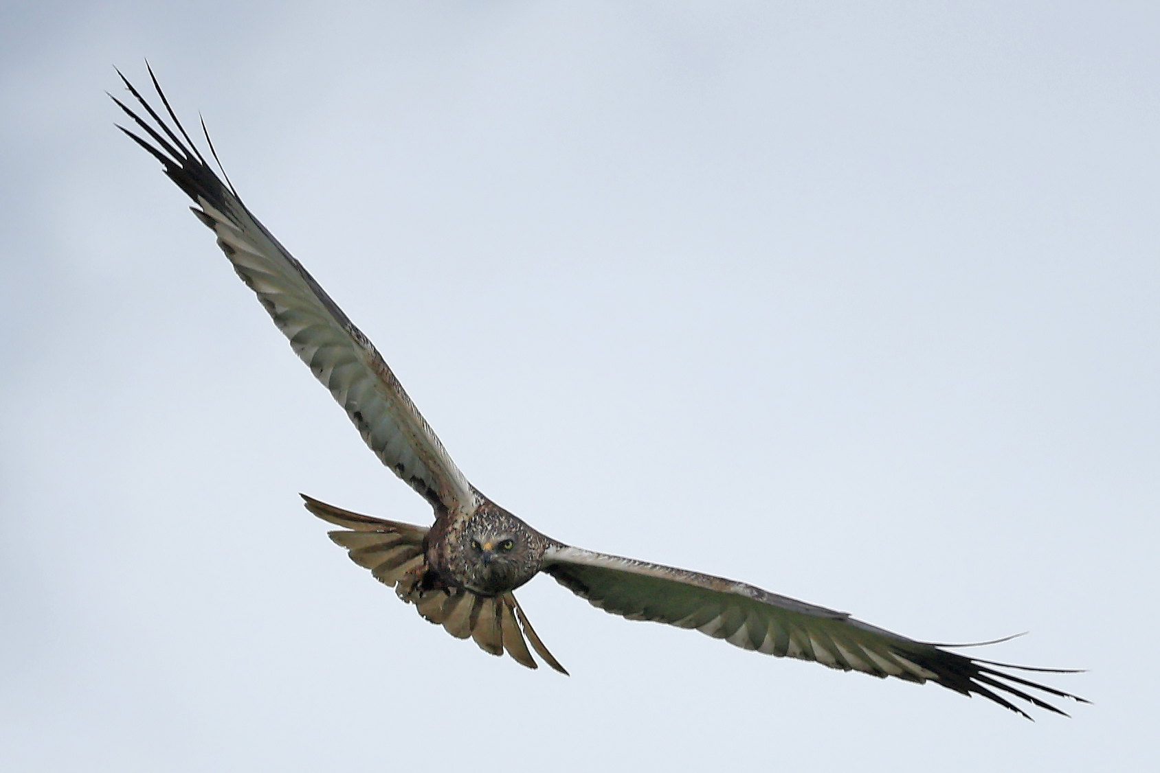 Bird Safari Texel