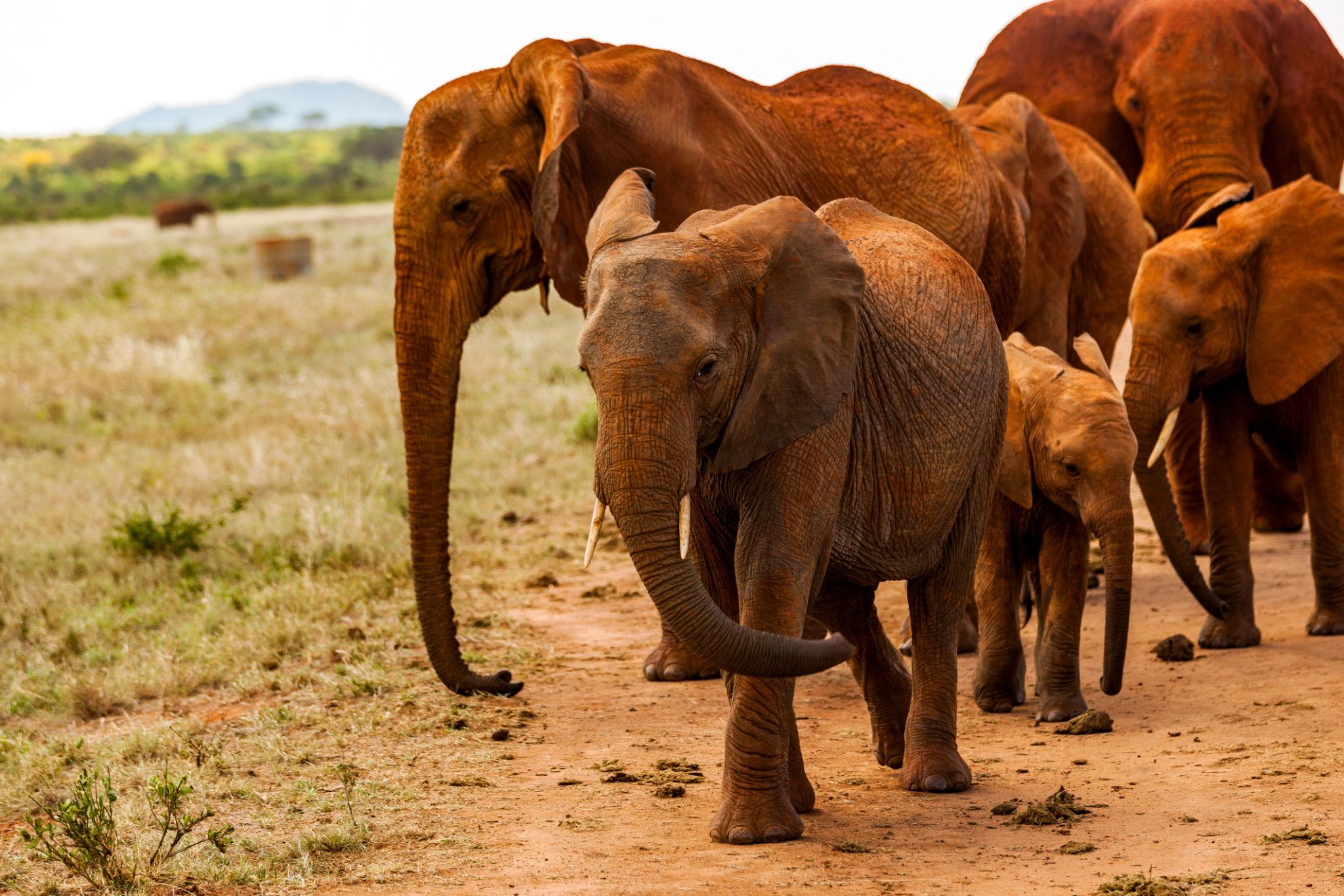 Kenya Bush to Beach Safari – 8 Days Amboseli, Tsavo & Watamu Luxury Safari
