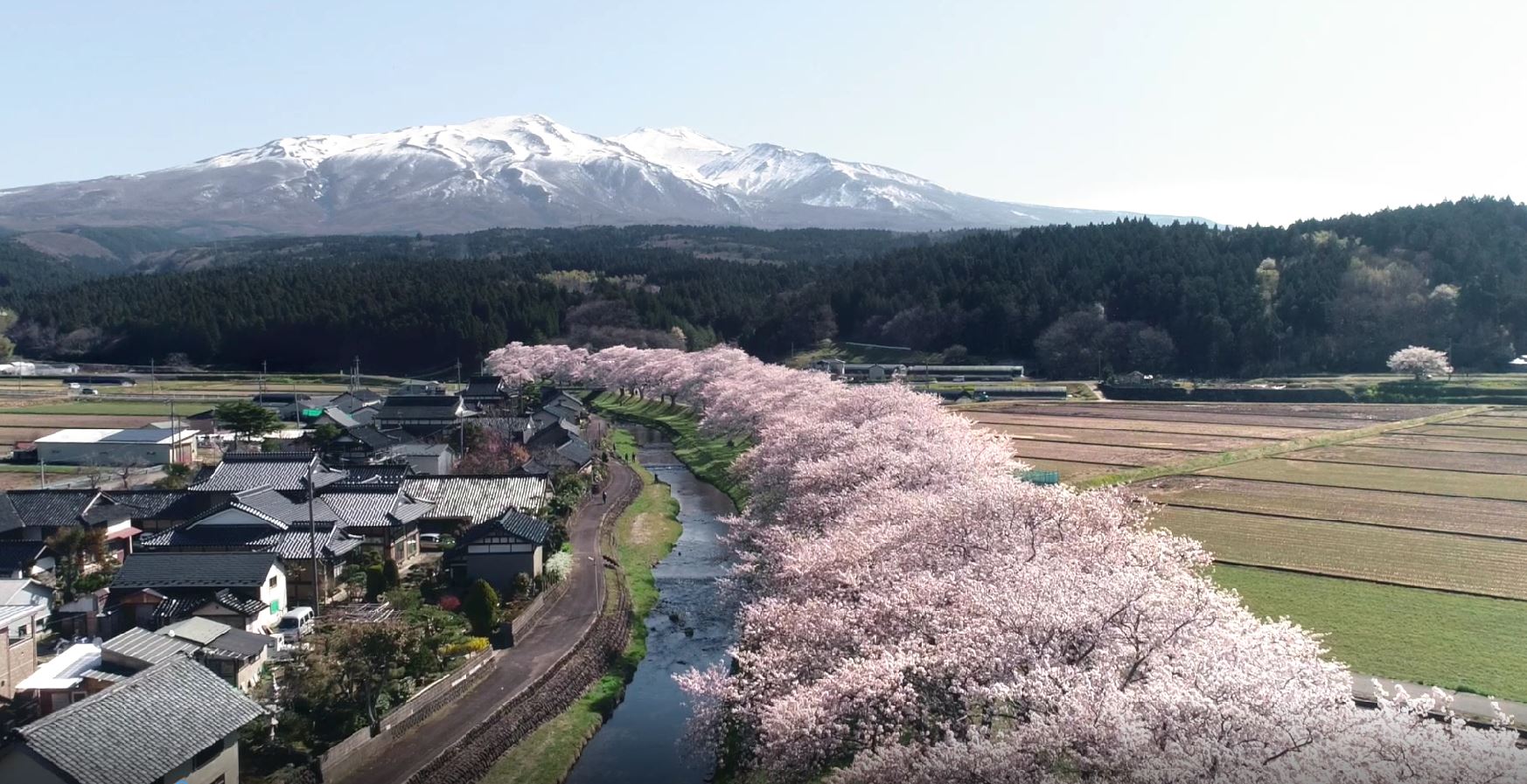 e-bike cherry blossoms tour