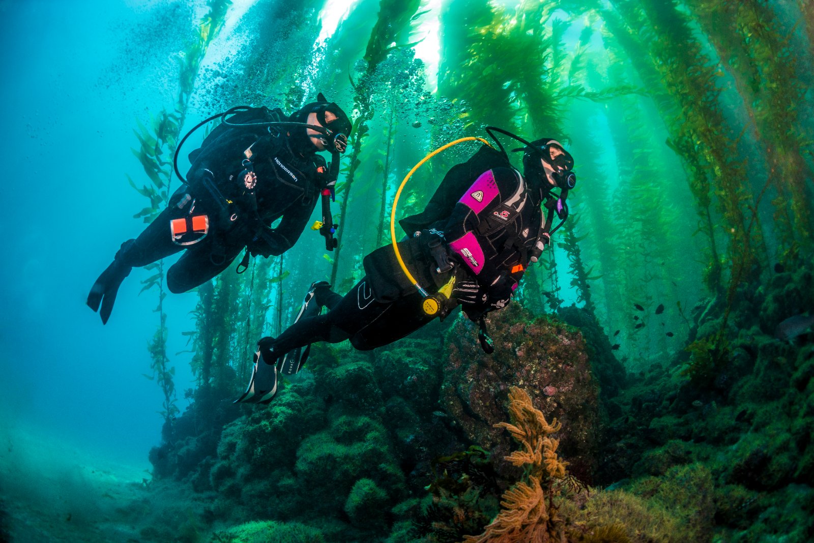 Kelp Forest Dive