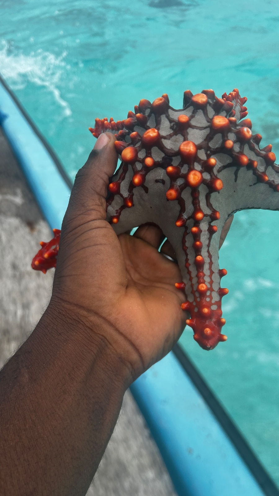 Star fish
