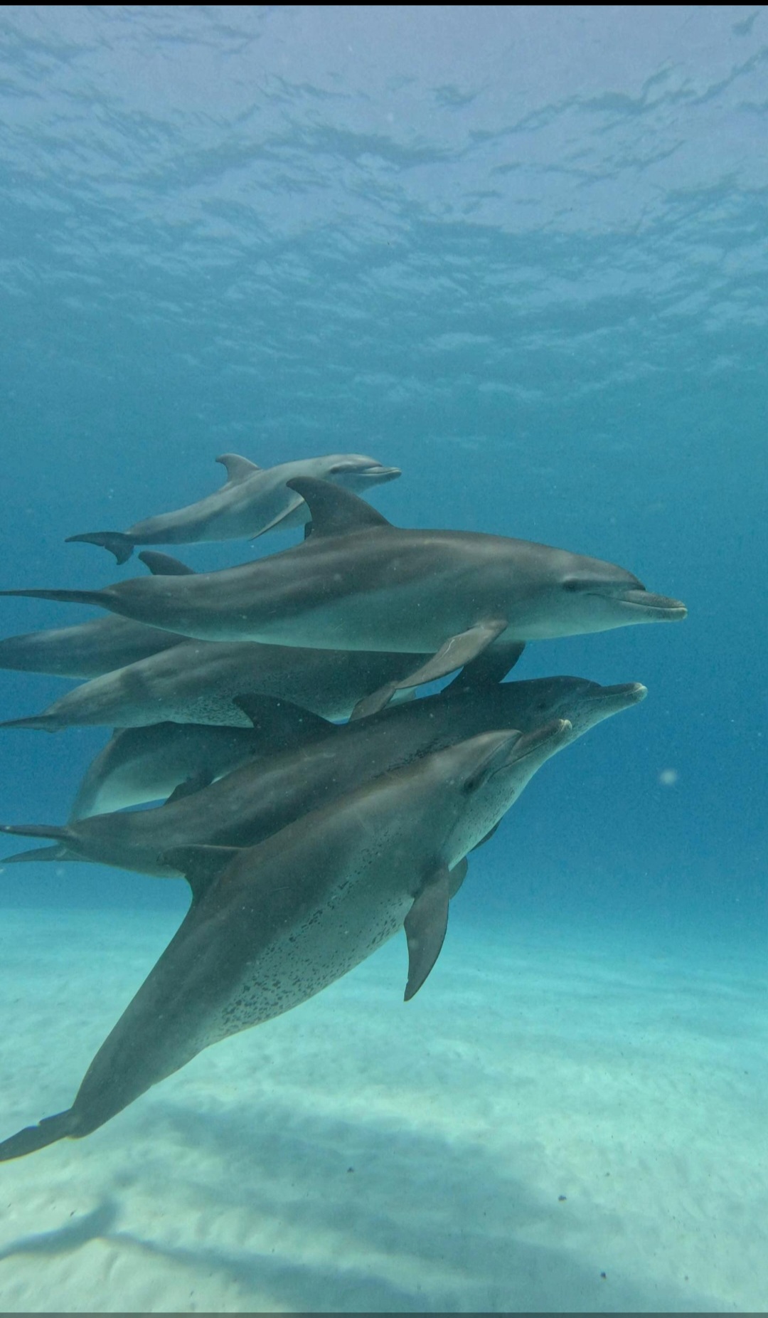 Mnemba island (snorkeling&Dolphins tour)