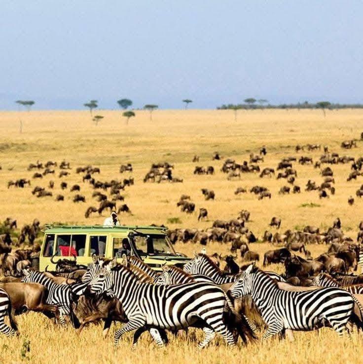 Serengeti national park