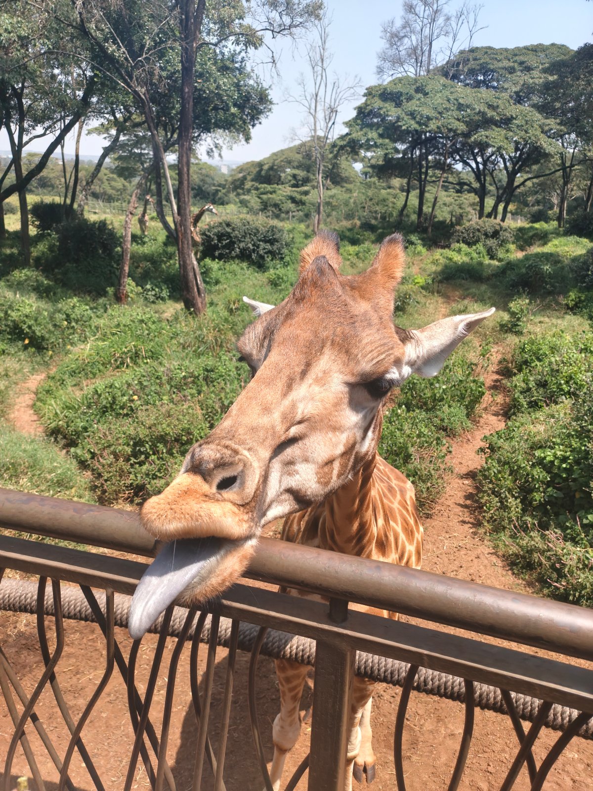 Giraffe center