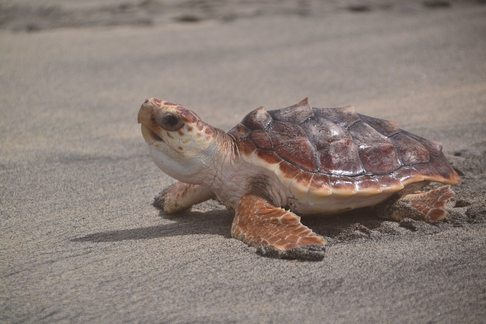 Sal Island: Experience with Sea Turtles