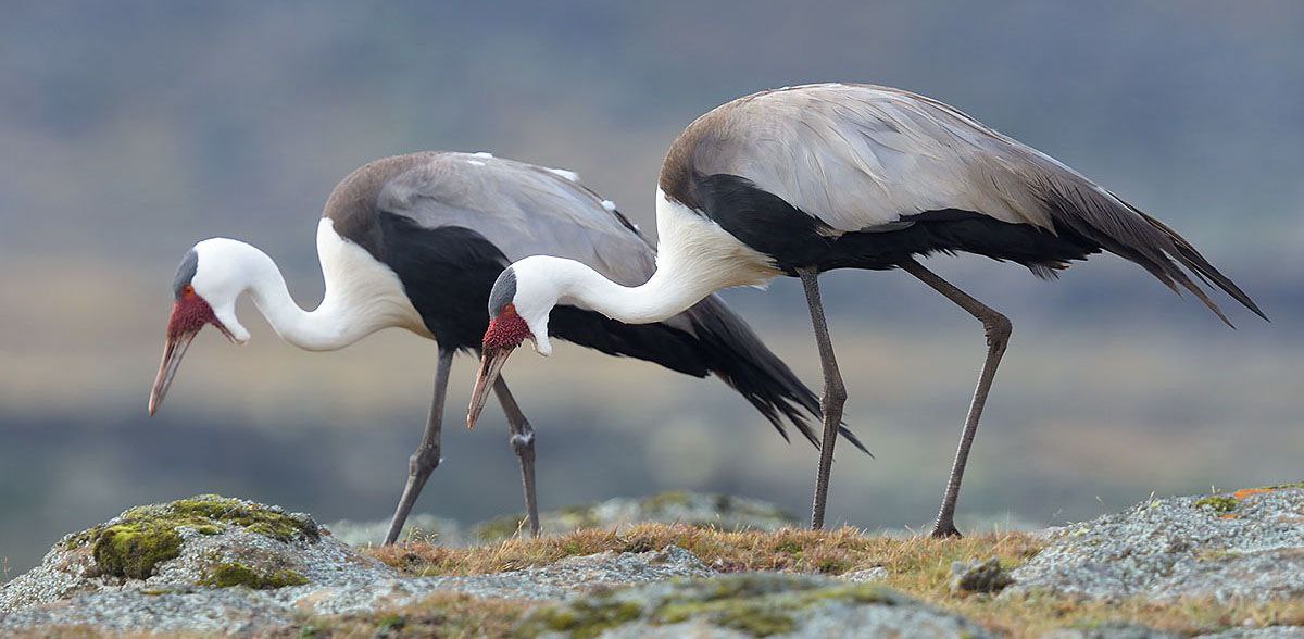 Birding Tour