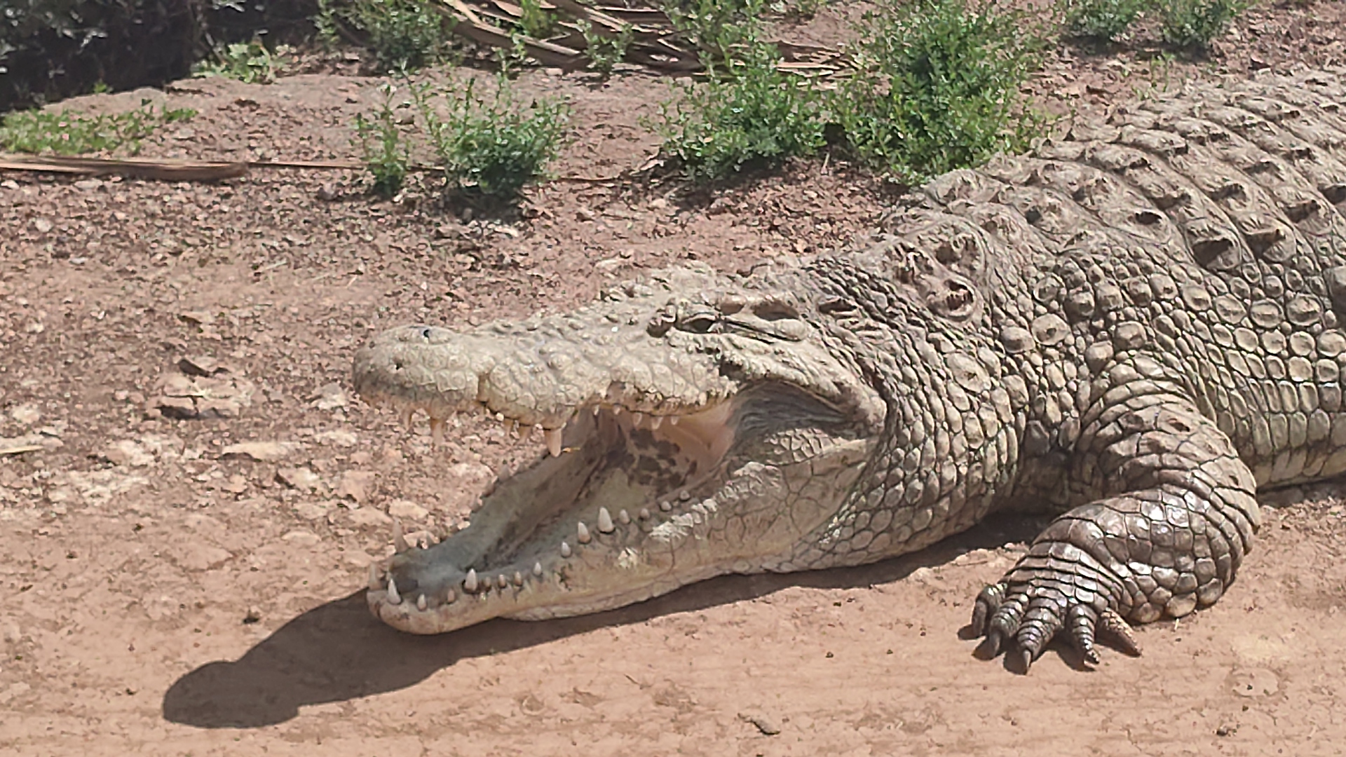 Crocodile Nairobi National park
