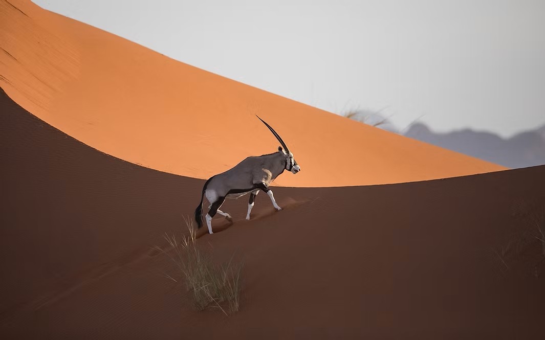 Namib Wildlife & Dunes