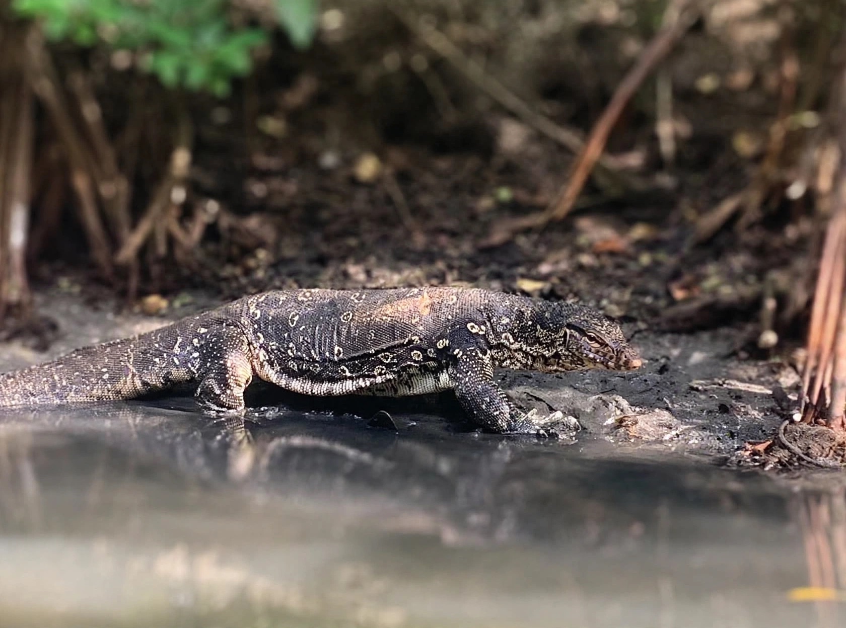 Watching monitor lizards