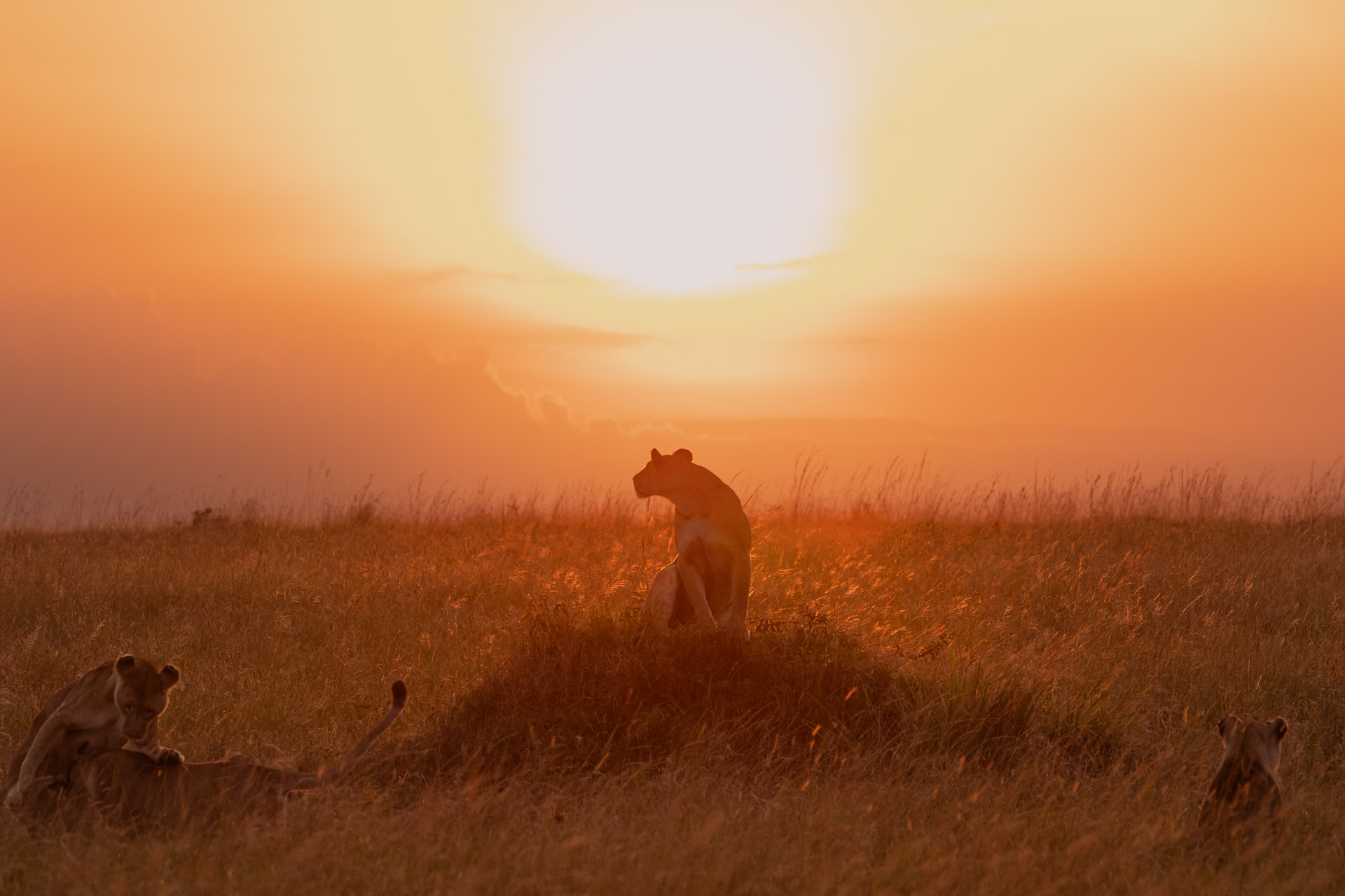 3-Day Budget Maasai Mara safari
