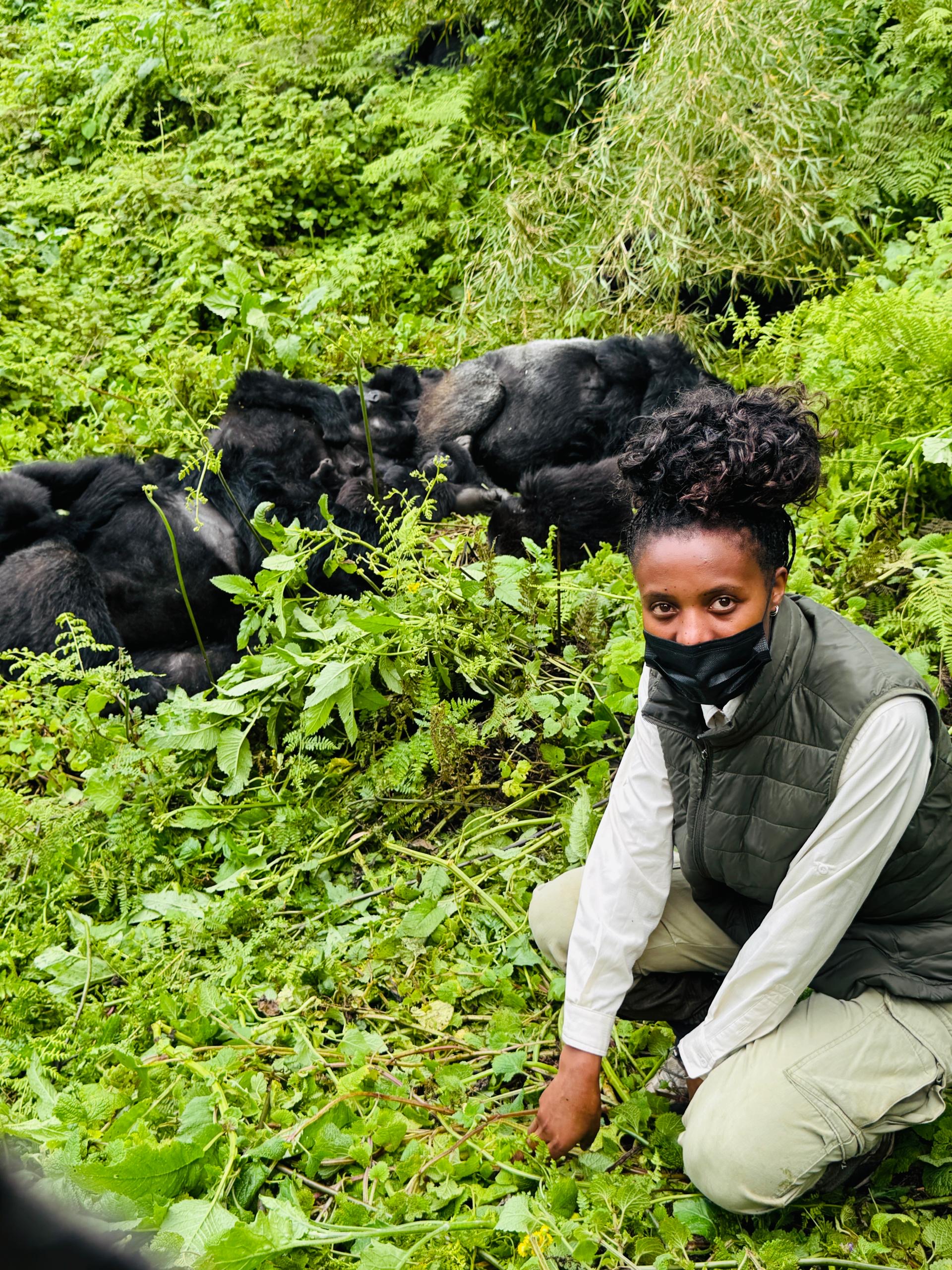 Mountain Gorillas trekking