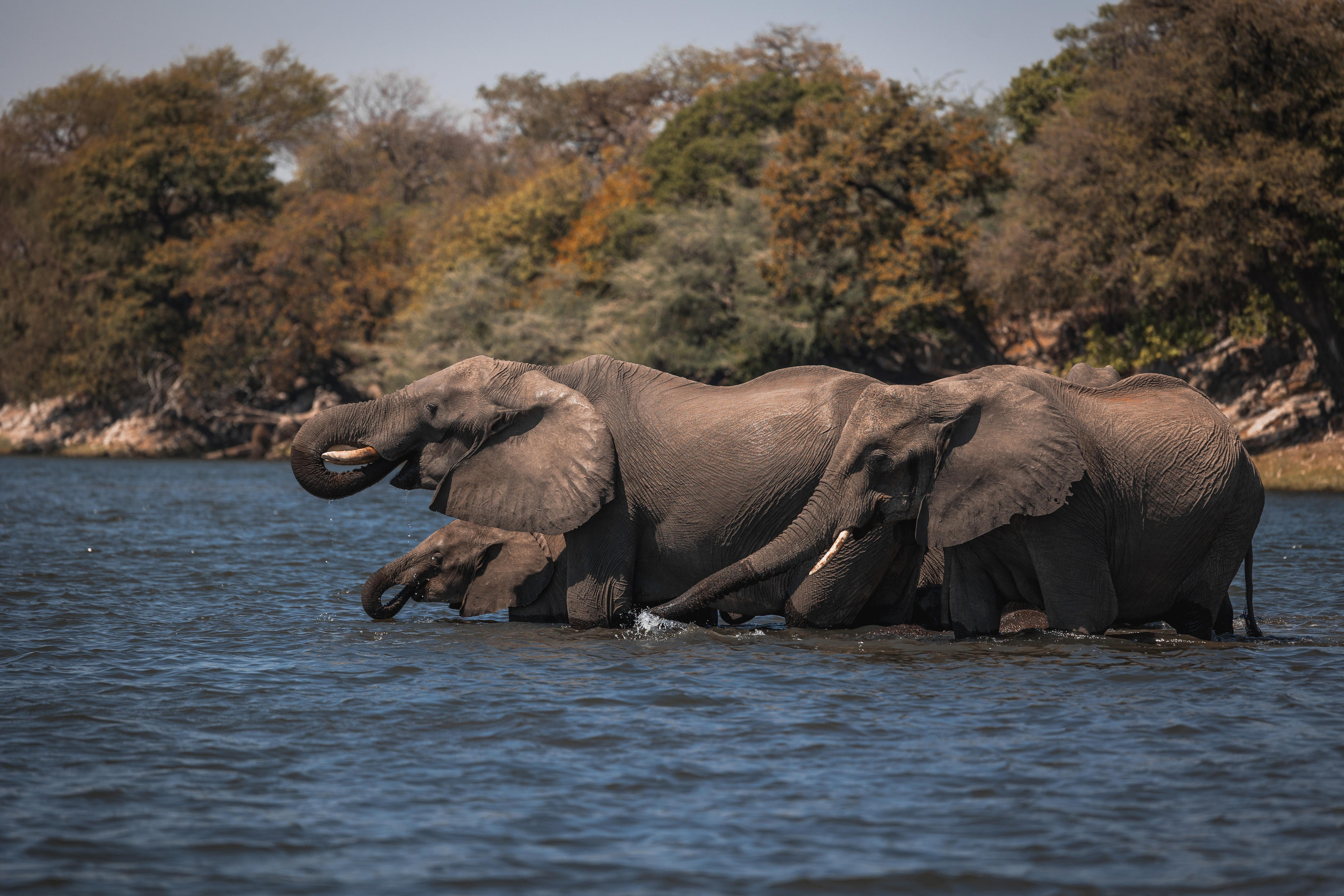 Zambezi Boat Cruise