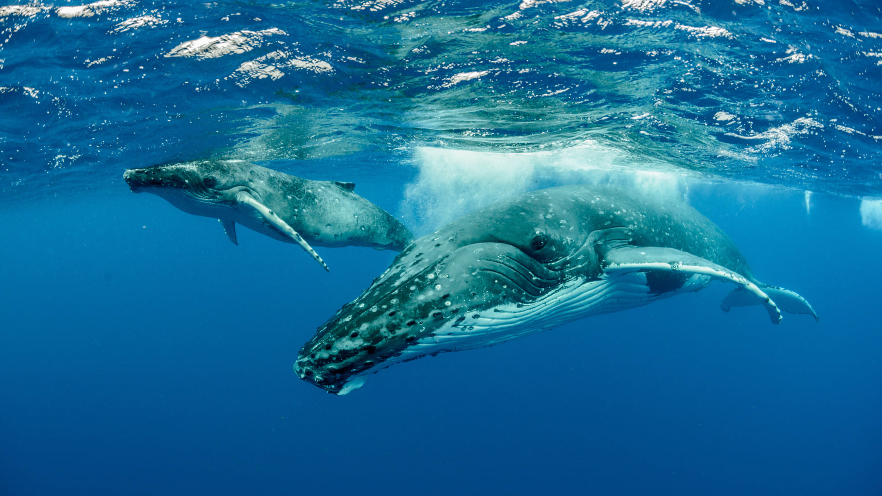 MOOREA EXPEDITION