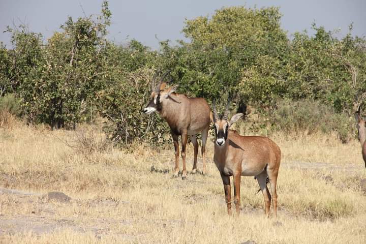 Okavango Experience