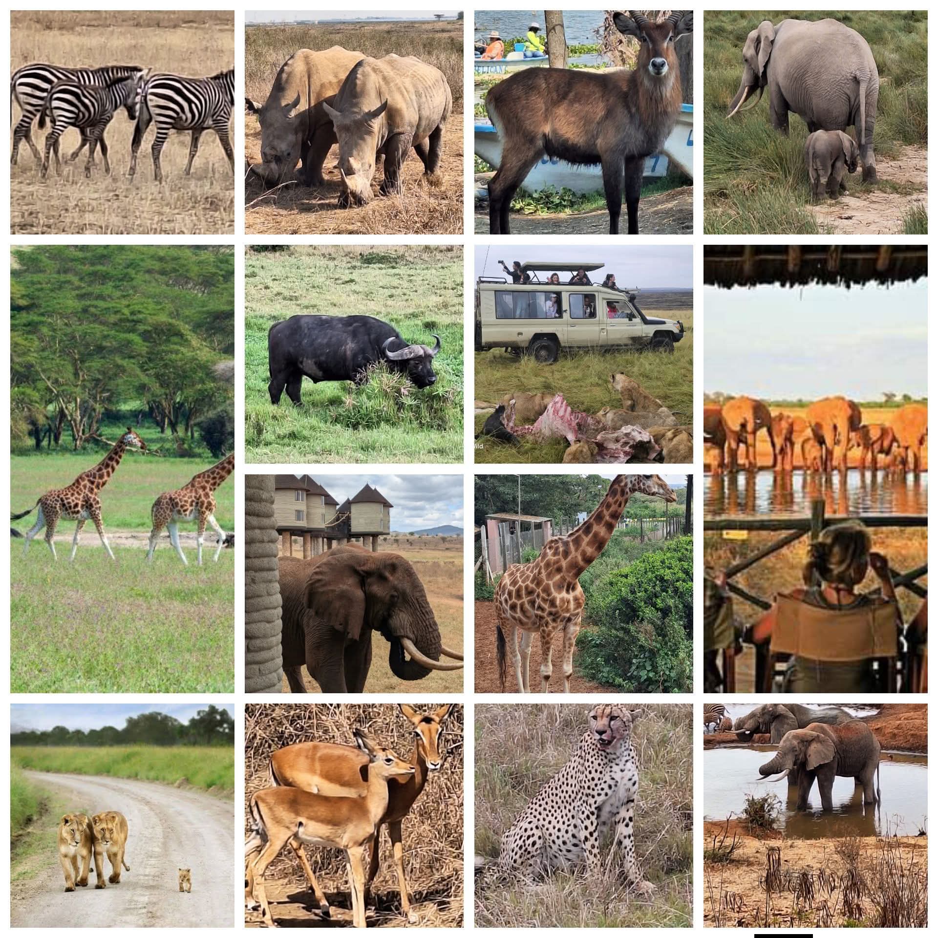 Frankytiellosafarikenya