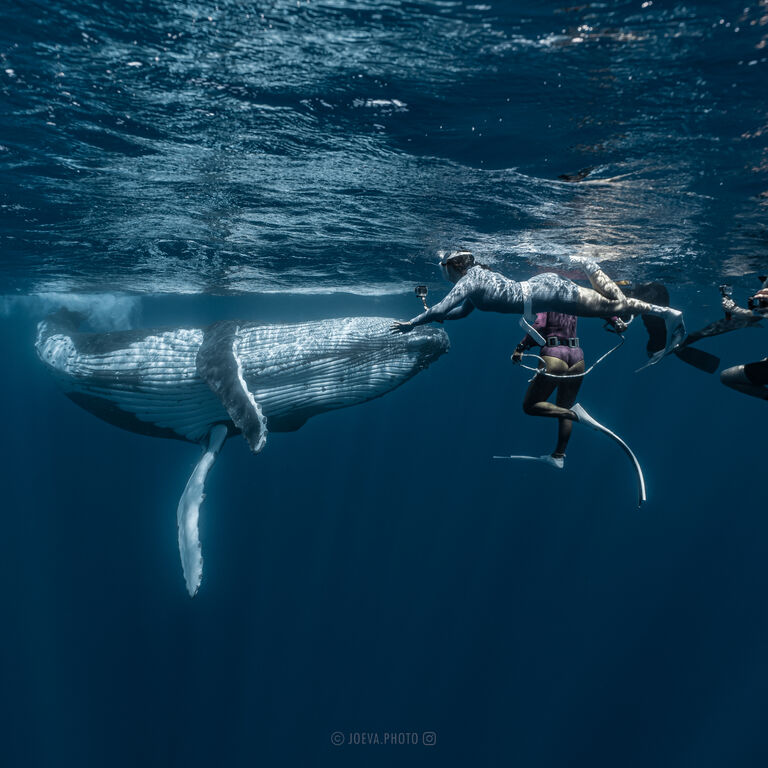 ULTRA REEF MOOREA