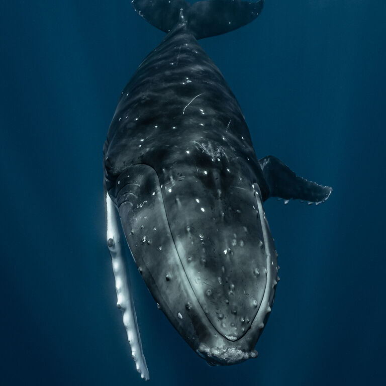ULTRA REEF MOOREA