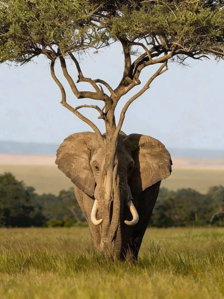 AfricanPeaks Tours