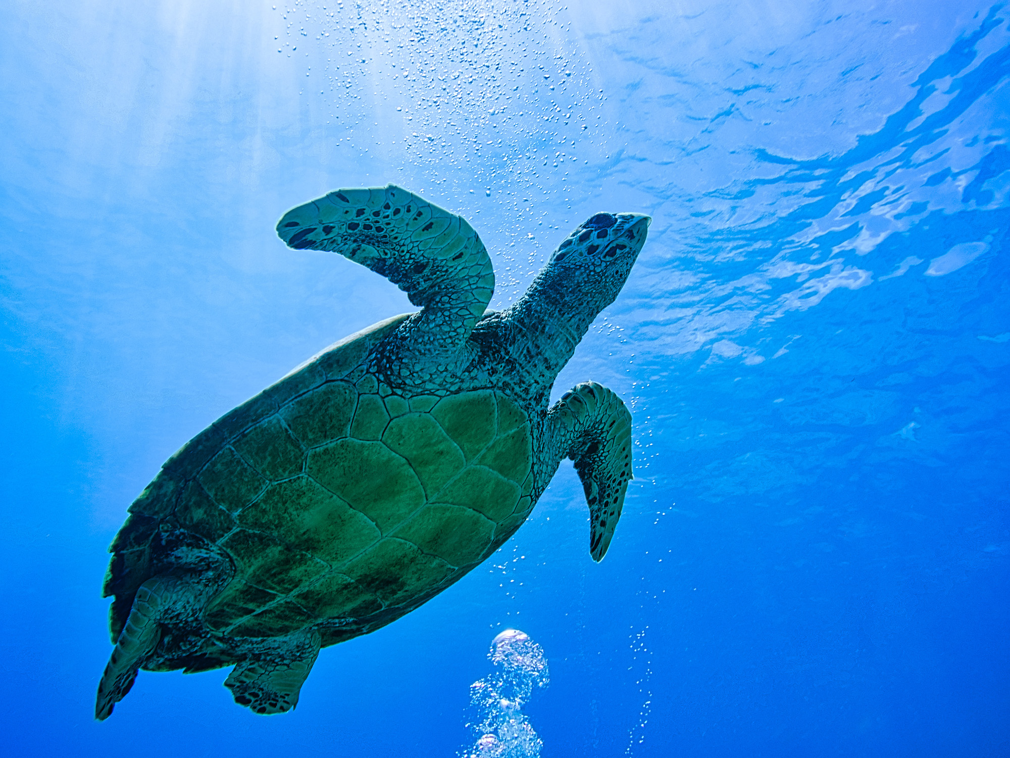 Divine Divers Gili Meno