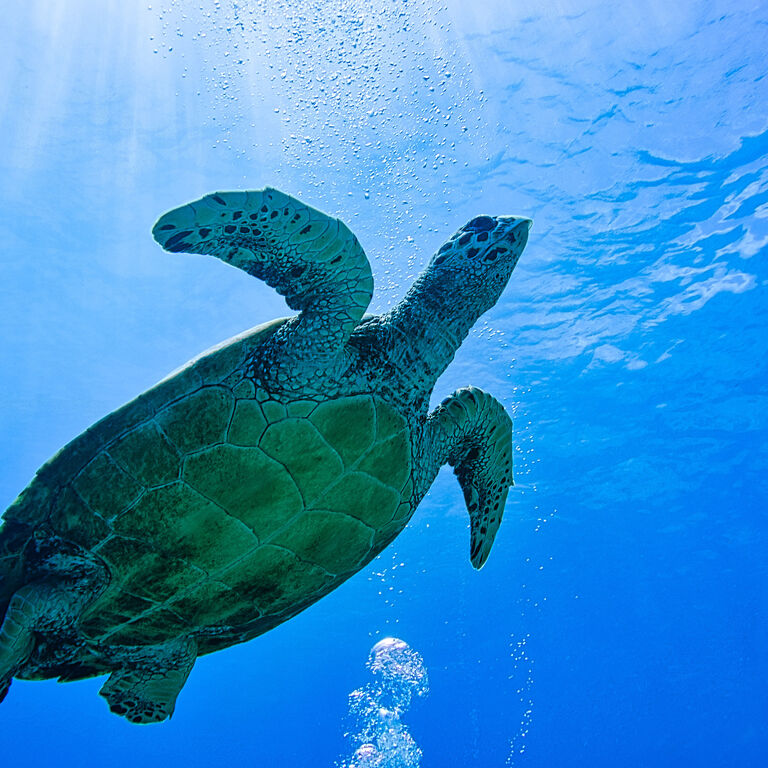Divine Divers Gili Meno