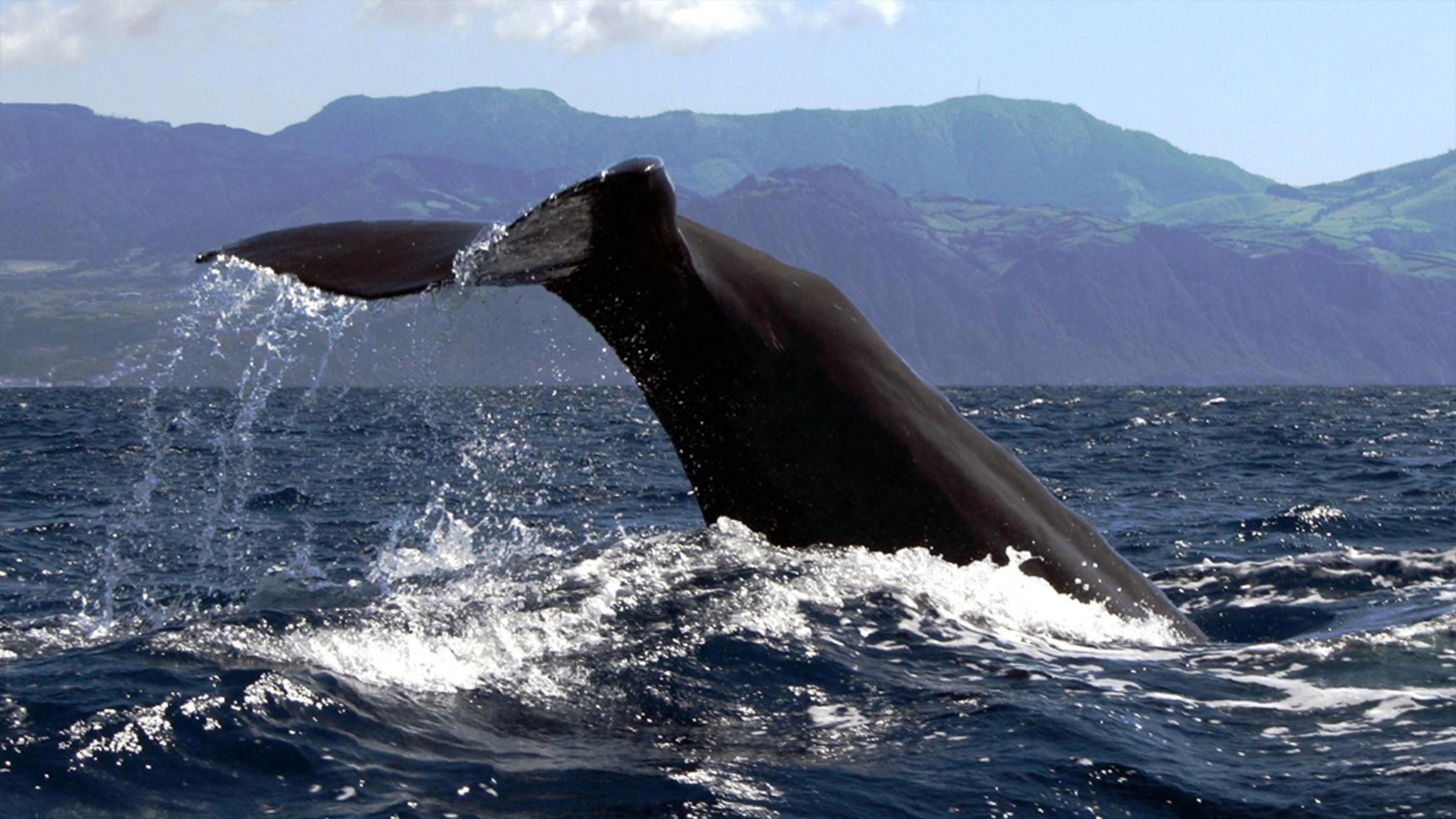 Azores Whale Watching TERRA AZUL