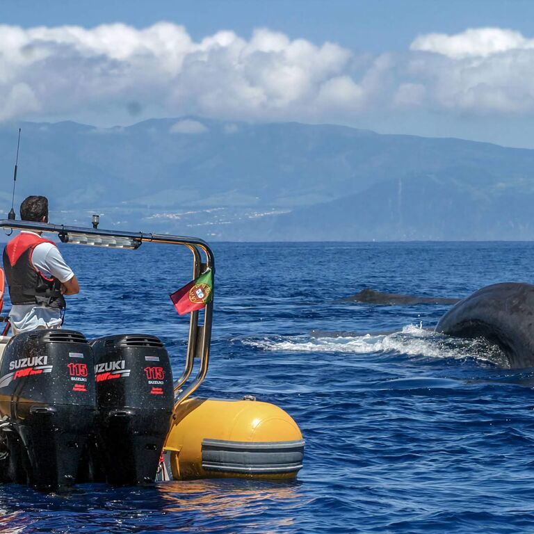 Azores Whale Watching TERRA AZUL