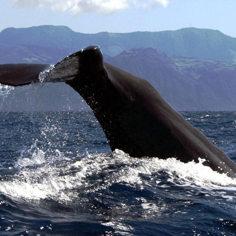 Azores Whale Watching TERRA AZUL