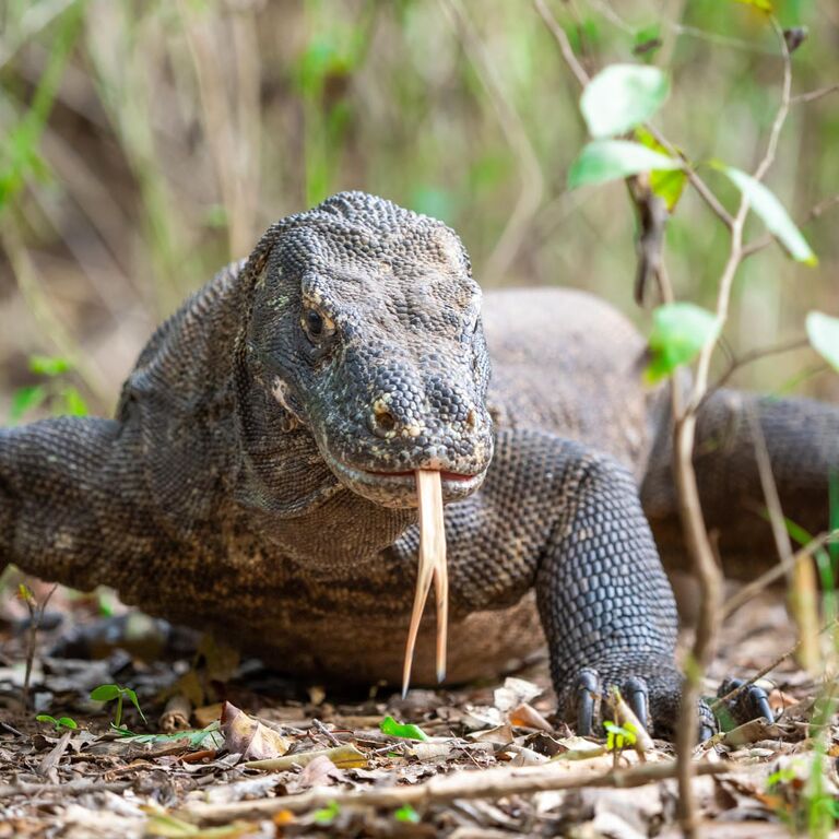 Komodo One Day Trip