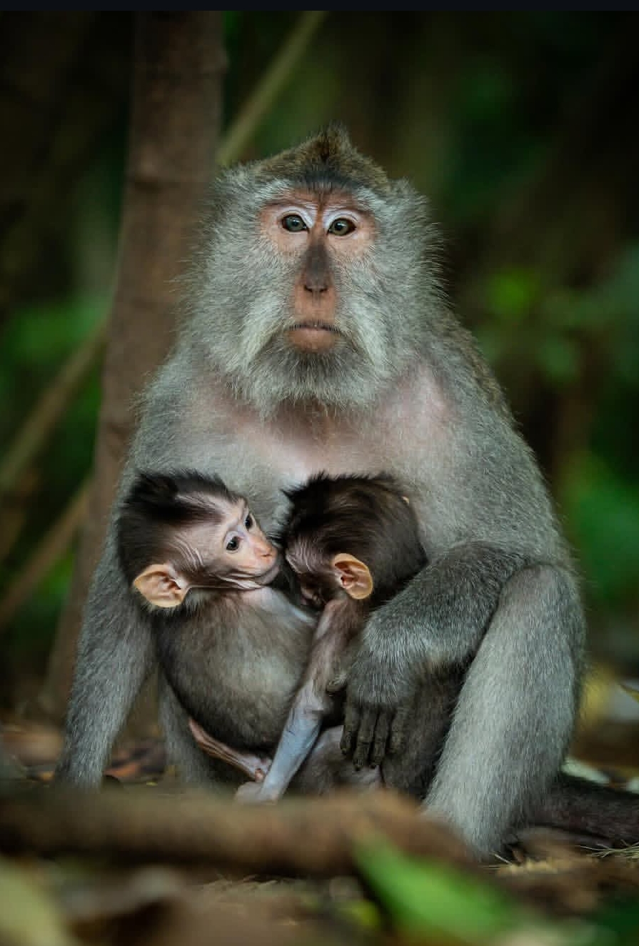 Private Ubud Highlight Tour