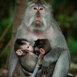Private Ubud Highlight Tour