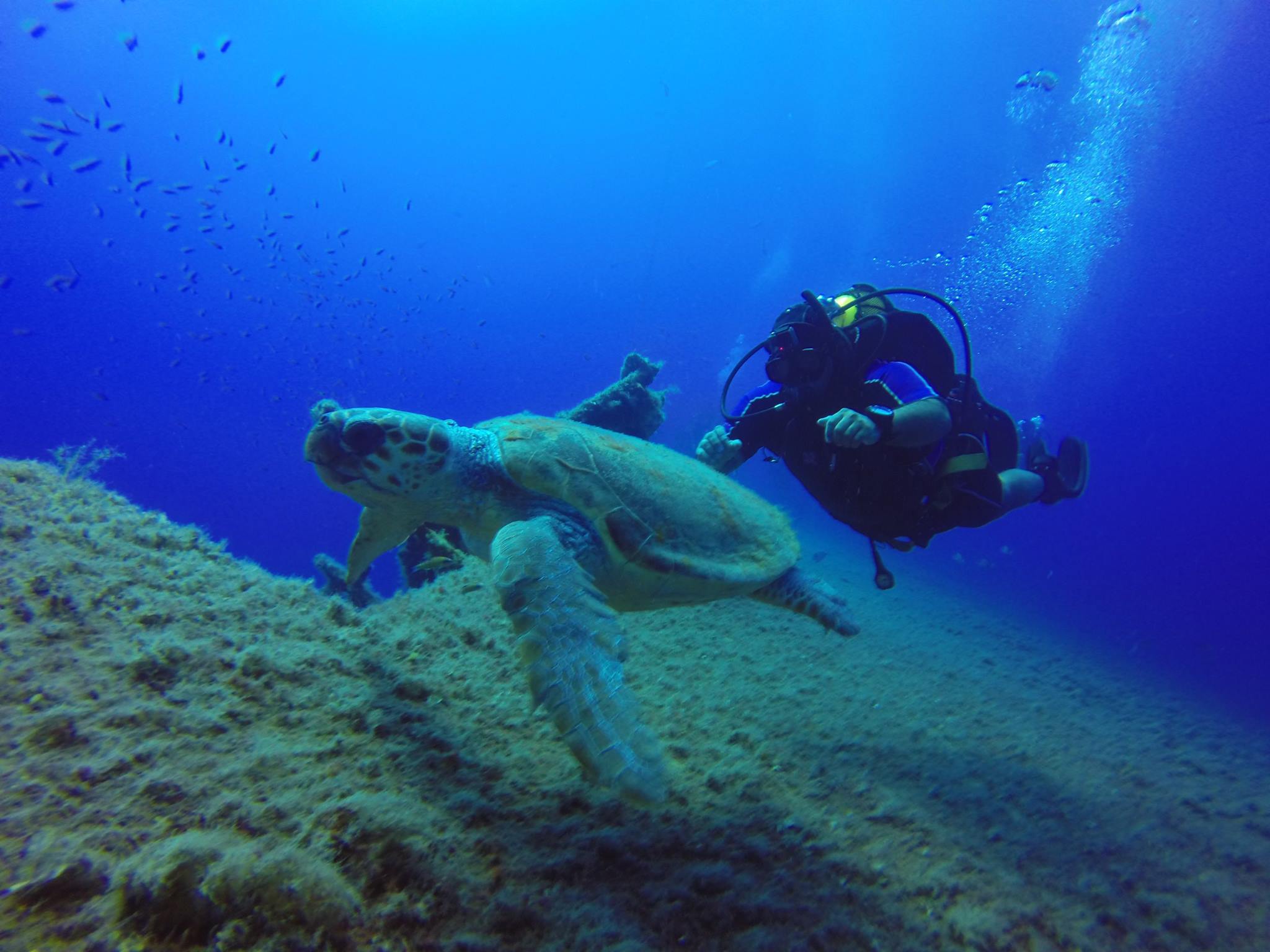 INTERMARE DIVERS