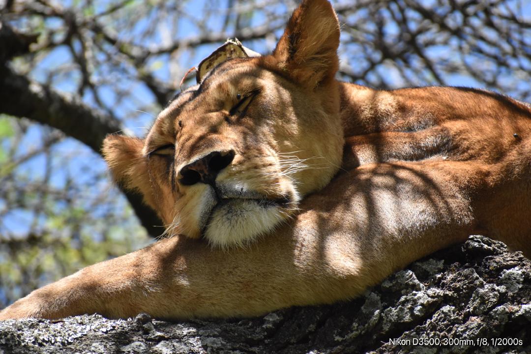 Luxe Africa Expeditions
