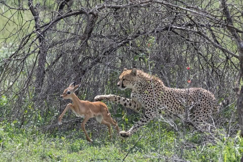 Luxe Africa Expeditions