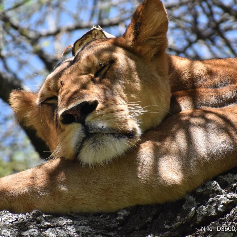 Luxe Africa Expeditions
