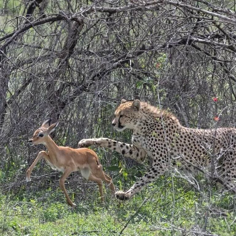 Luxe Africa Expeditions