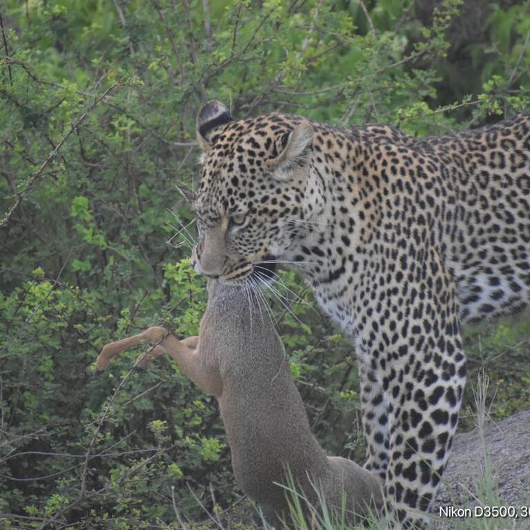 Luxe Africa Expeditions
