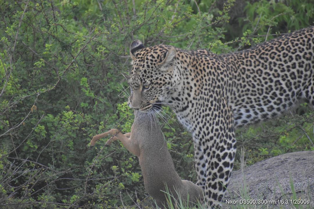 Luxe Africa Expeditions