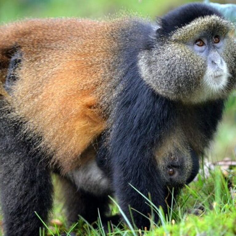 Messiah safaris and tours