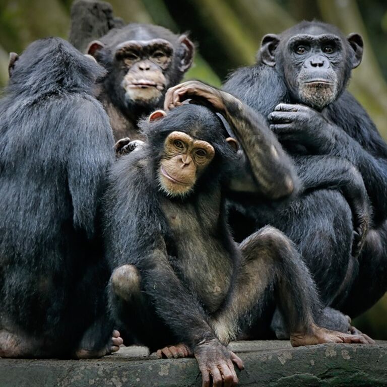 Messiah safaris and tours